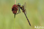 Yellow-spotted Dragonfly (Somatochlora flavomaculata)