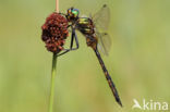 Gevlekte glanslibel (Somatochlora flavomaculata)