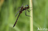 Gevlekte glanslibel (Somatochlora flavomaculata)