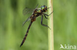 Gevlekte glanslibel (Somatochlora flavomaculata)