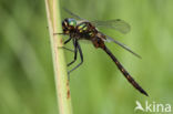 Gevlekte glanslibel (Somatochlora flavomaculata)