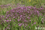 Large Thyme (Thymus pulegioides)