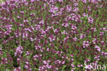 Large Thyme (Thymus pulegioides)