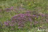 Large Thyme (Thymus pulegioides)