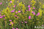 Maiden Pink (Dianthus deltoides)