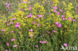 Maiden Pink (Dianthus deltoides)