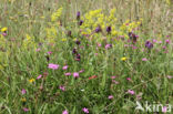 Maiden Pink (Dianthus deltoides)