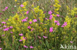 Maiden Pink (Dianthus deltoides)