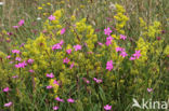 Maiden Pink (Dianthus deltoides)