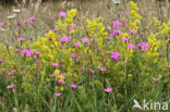 Maiden Pink (Dianthus deltoides)