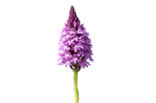 Hondskruid (Anacamptis pyramidalis)