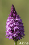 Pyramidal Orchid (Anacamptis pyramidalis)