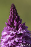 Pyramidal Orchid (Anacamptis pyramidalis)