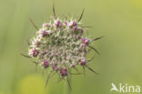 Wild Carrot (Daucus carota)