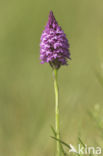 Pyramidal Orchid (Anacamptis pyramidalis)