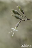 Nottingham Catchfly (Silene nutans)