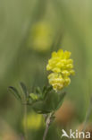 Lesser Trefoil (Trifolium dubium)