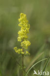 Geel walstro (Galium verum)