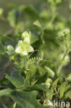 White Bryony (Bryonia dioica)