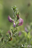 Common & Spiny Restharrow (Ononis repens)