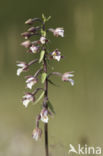 Moeraswespenorchis (Epipactis palustris)