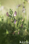 Common & Spiny Restharrow (Ononis repens)