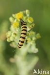 The Cinnabar (Tyria jacobaeae)