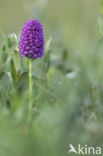 Pyramidal Orchid (Anacamptis pyramidalis)