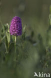 Hondskruid (Anacamptis pyramidalis)