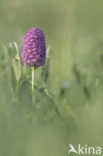 Pyramidal Orchid (Anacamptis pyramidalis)