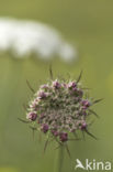 Wild Carrot (Daucus carota)