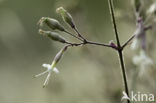 Nottingham Catchfly (Silene nutans)