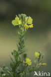 Evening Primrose (Oenothera tetragona)