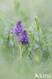 Pyramidal Orchid (Anacamptis pyramidalis)