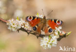 Peacock (Inachis io)