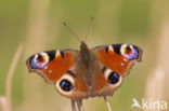 Peacock (Inachis io)