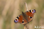 Peacock (Inachis io)