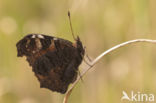 Peacock (Inachis io)