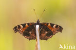 Peacock (Inachis io)