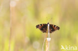 Peacock (Inachis io)