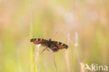 Peacock (Inachis io)