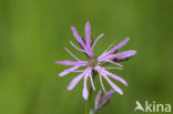 Echte koekoeksbloem (Lychnis flos-cuculi)