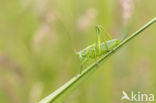 Great Green Bush-cricket (Tettigonia viridissima)