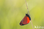 The Cinnabar (Tyria jacobea)