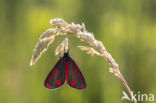 The Cinnabar (Tyria jacobea)