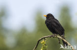 Eurasian Blackbird (Turdus merula)