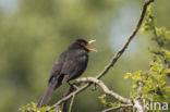 Merel (Turdus merula)