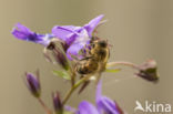 Europese Honingbij (Apis mellifera mellifera)