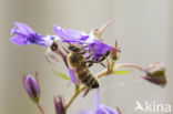 honey bee (Apis mellifera mellifera)