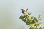 White-spotted Bluethroat (Luscinia svecica cyanecula)